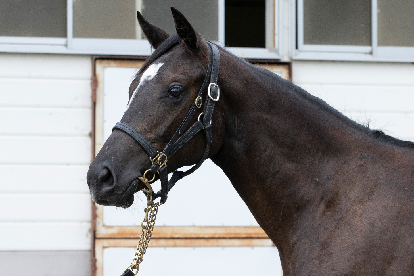 ファイナルドリーム2024 馬体フォト 2025/08/01