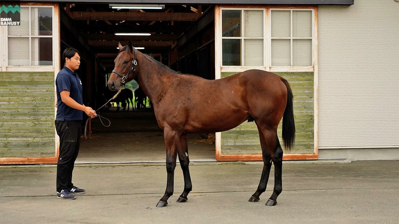 スズカモナミ2024 2025/9/9撮影：辻牧場現地視察