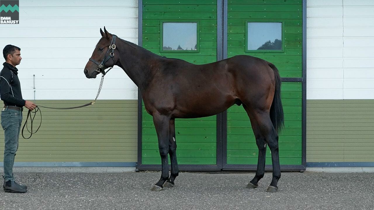 スズカモナミ2024 2025/10/6撮影：辻牧場現地視察
