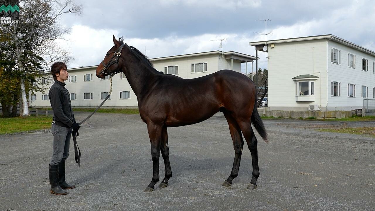 スズカモナミ2024 2025/11/7撮影：辻牧場現地視察