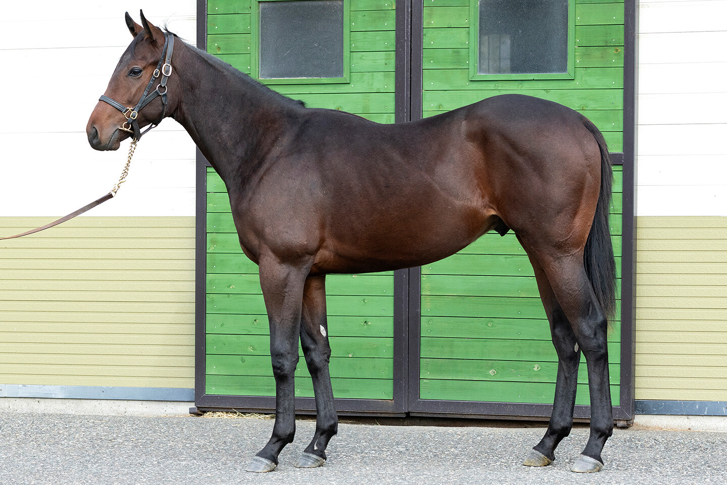 スズカモナミ2024 写真