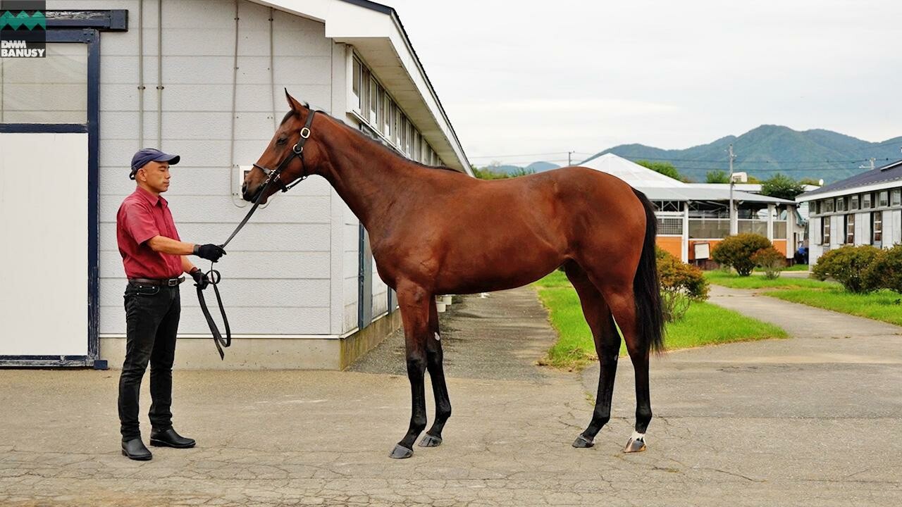 シスタリーラヴ2024 2025/9/9撮影：吉澤ステーブル本場現地視察