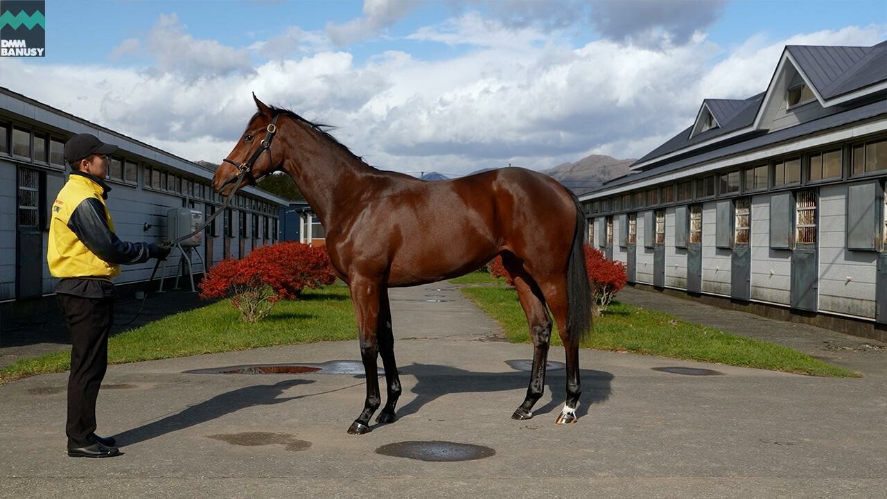 シスタリーラヴ2024 2025/11/7撮影：吉澤ステーブル北海道本場現地視察