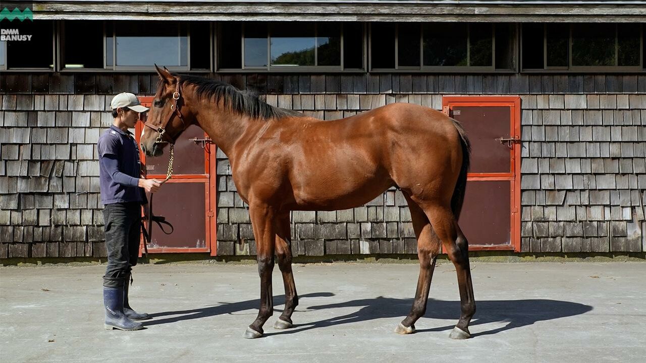 ポウリナズラヴ2024 2025/10/6撮影：ファンタストクラブ・木村牧場現地視察