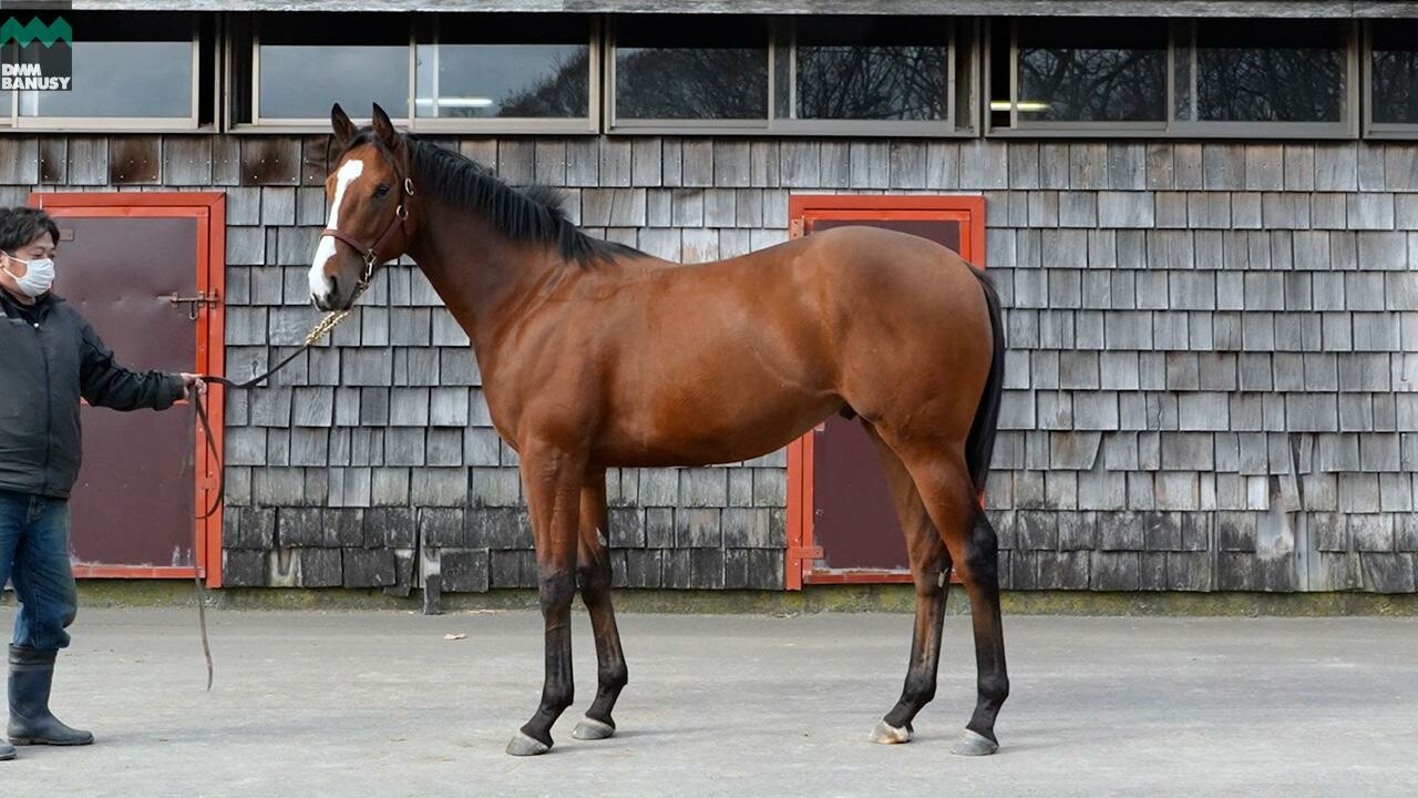 ポウリナズラヴ2024 2025/11/14撮影：ファンタストクラブ・木村牧場現地視察