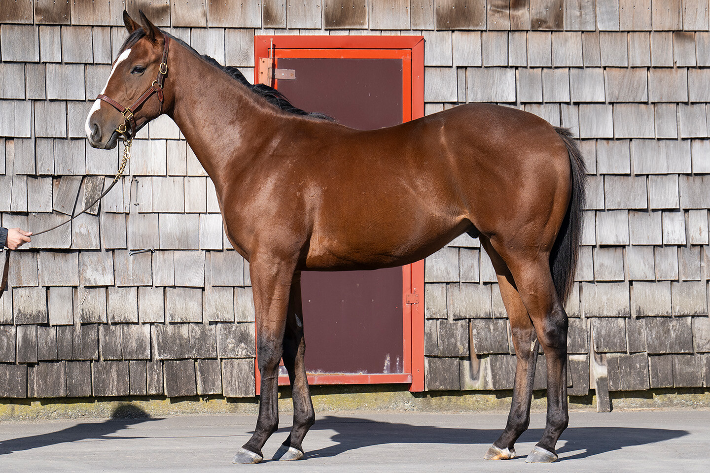 ポウリナズラヴ2024 写真