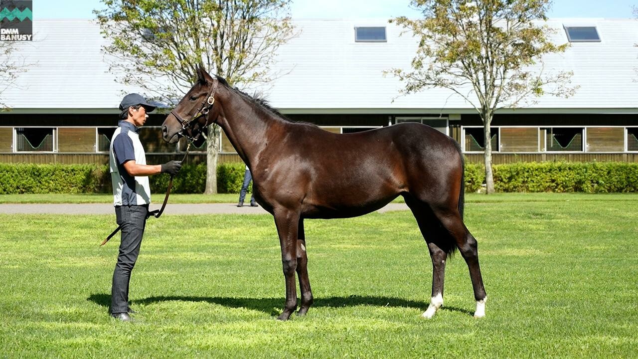 フラッシングジェム2024 2025/9/8撮影：社台ファーム現地視察