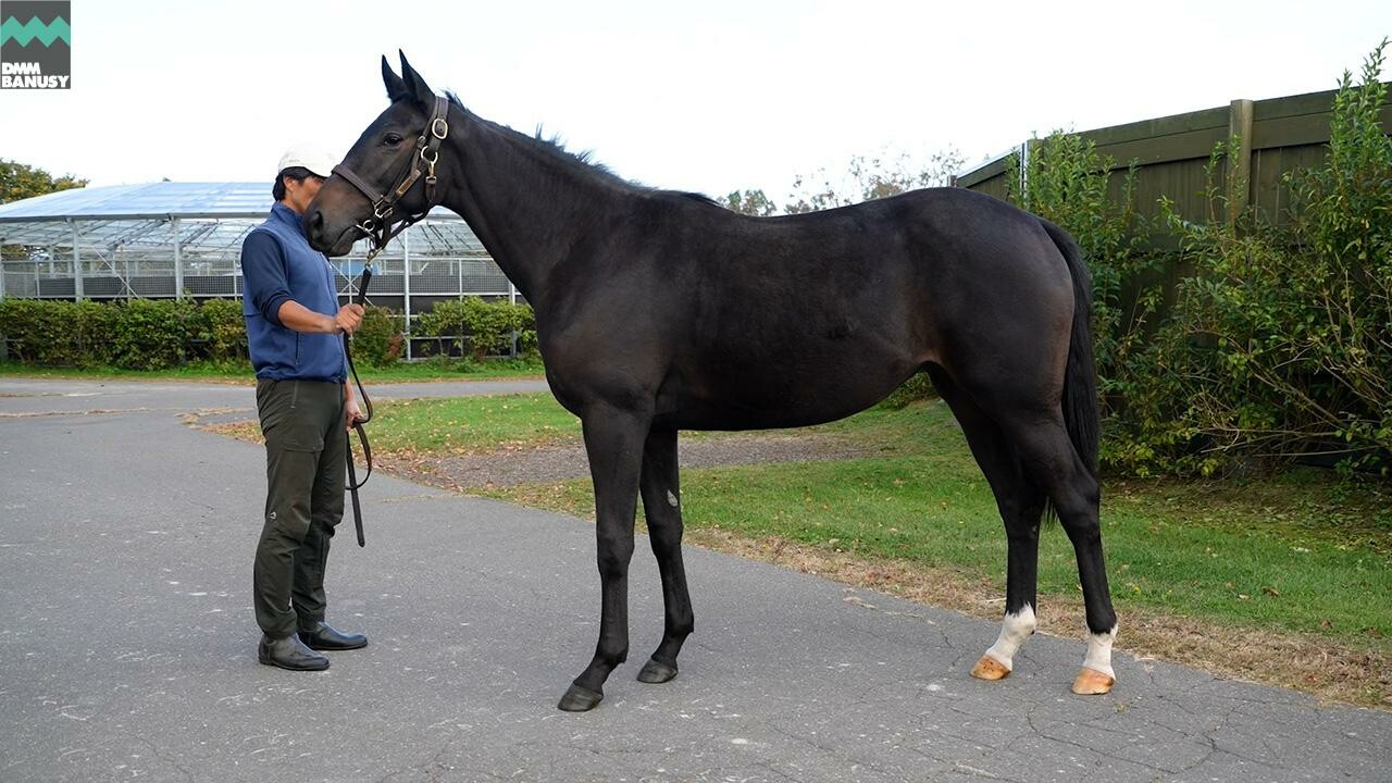 フラッシングジェム2024 2025/10/6撮影：社台ファーム現地視察