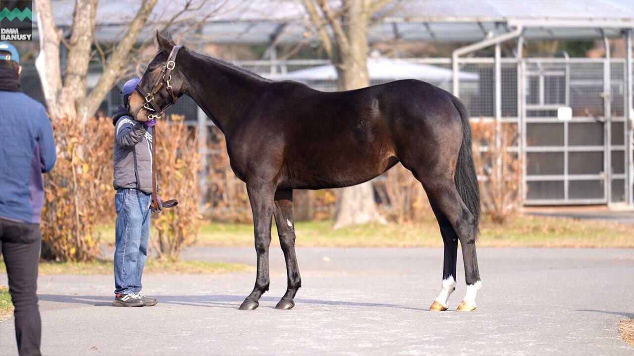 フラッシングジェム2024 2025/11/6撮影：社台ファーム現地視察