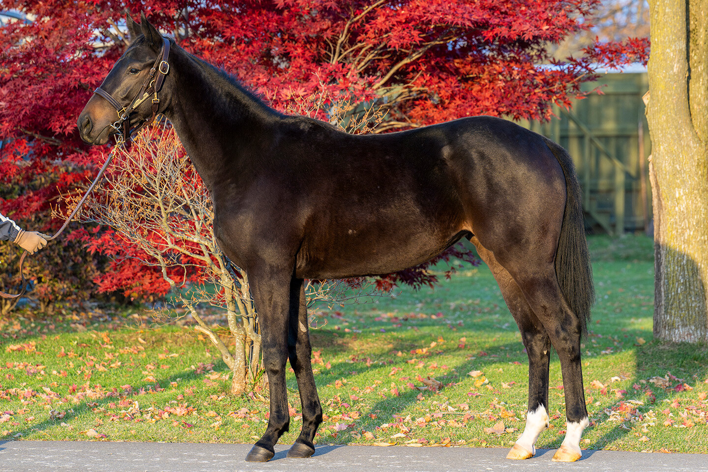 フラッシングジェム2024 写真