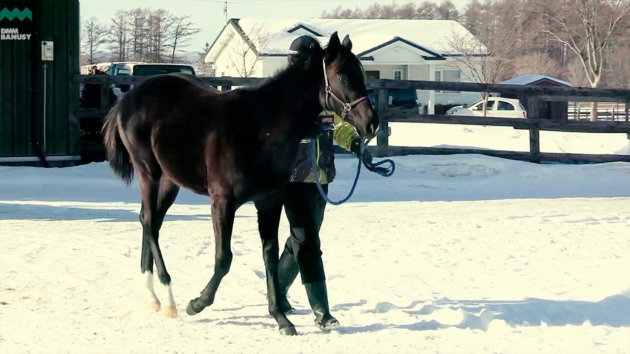 サットンプレイス2024 PV2025