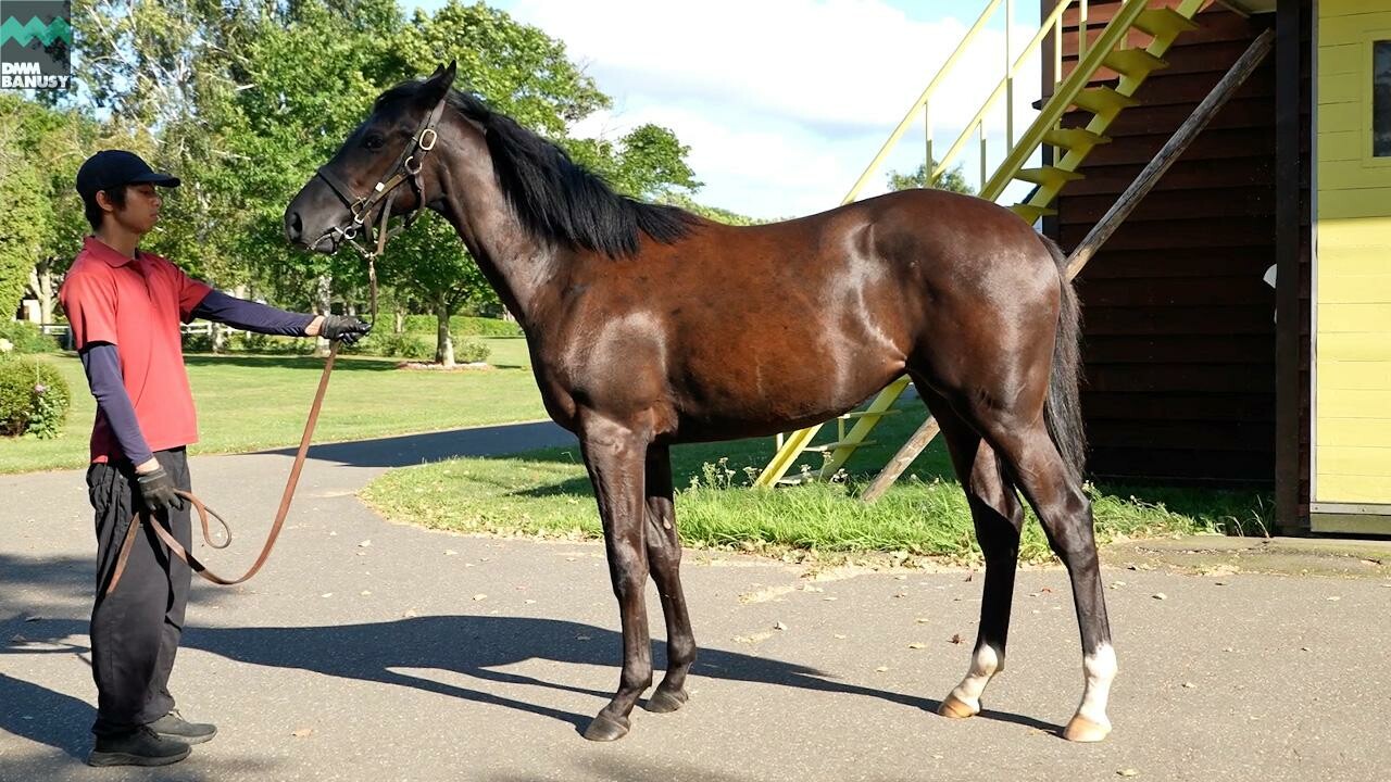 サットンプレイス2024 2025/8/15撮影：社台ファーム現地視察