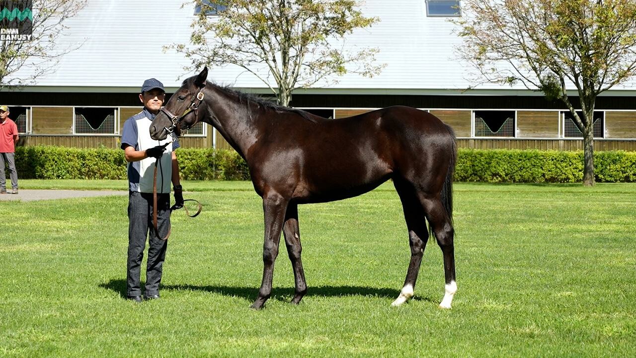 サットンプレイス2024 2025/9/8撮影：社台ファーム現地視察
