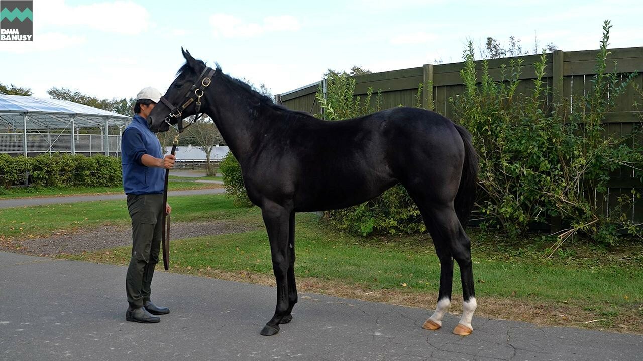 サットンプレイス2024 2025/10/6撮影：社台ファーム現地視察