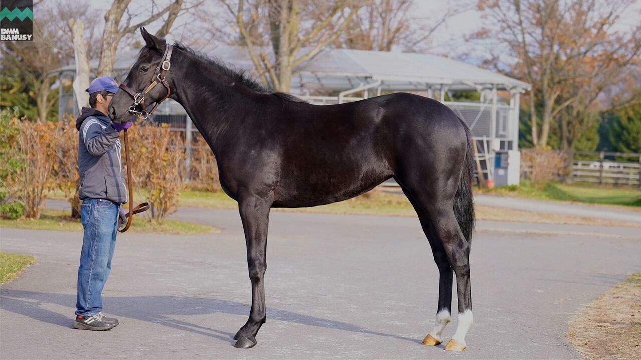 サットンプレイス2024 2025/11/6撮影：社台ファーム現地視察