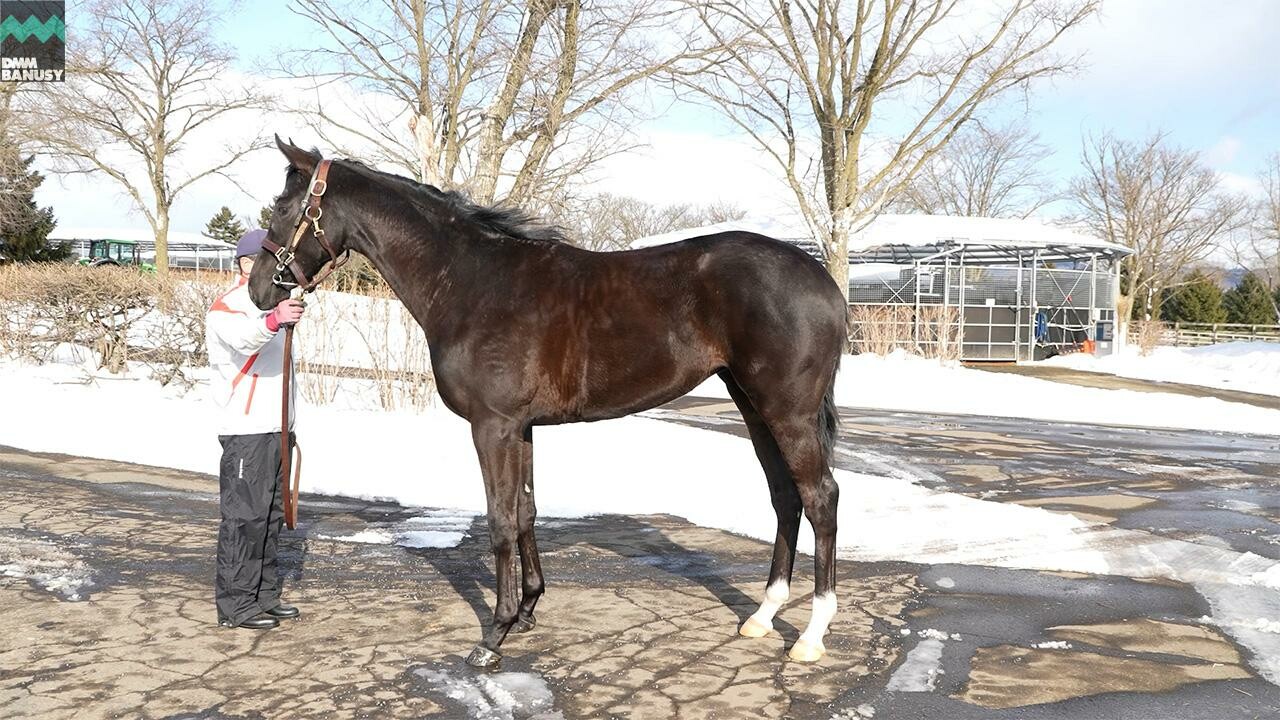 サットンプレイス2024 2026/2/6撮影:社台ファーム現地視察