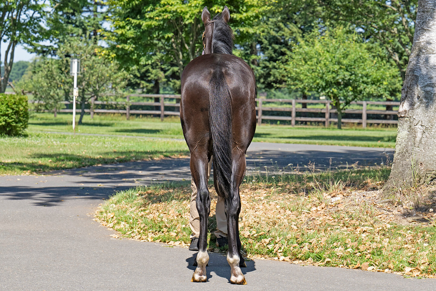 サットンプレイス2024 馬体フォト 2025/07/24