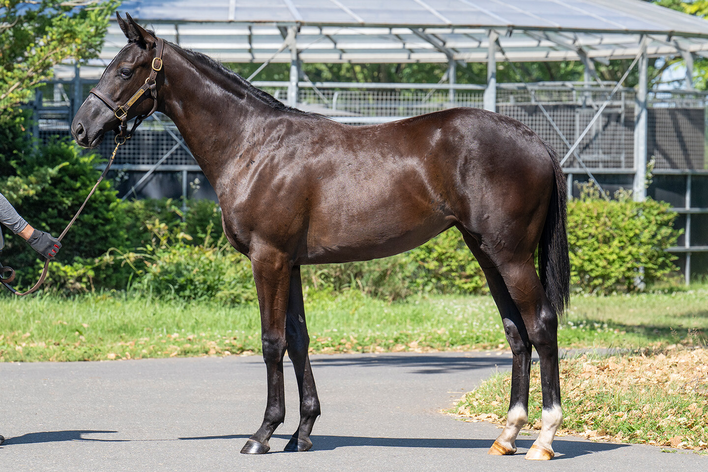 サットンプレイス2024 馬体フォト 2025/07/24