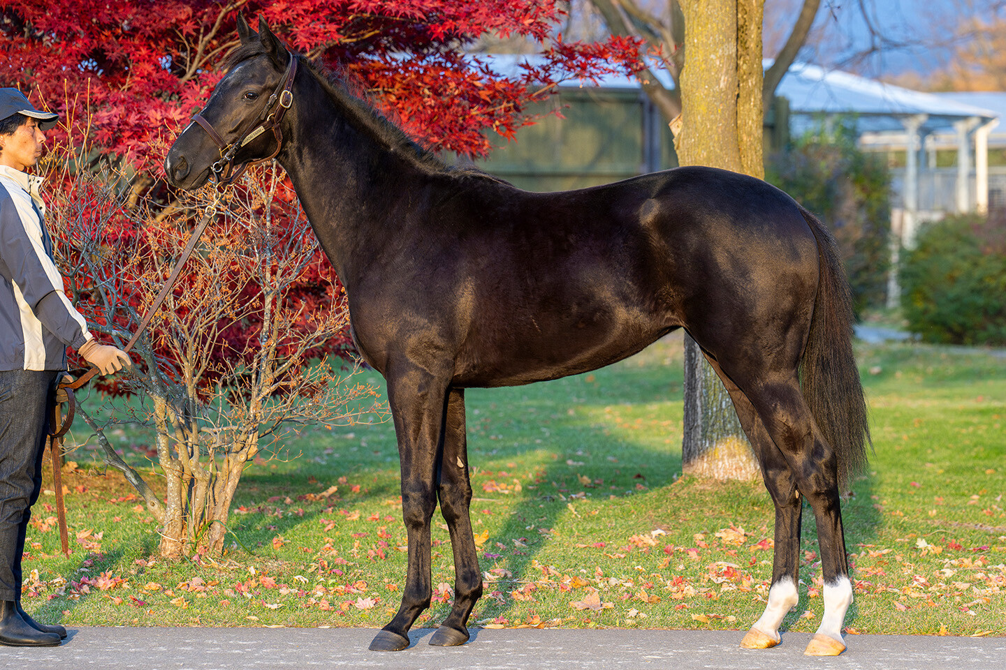 サットンプレイス2024 写真