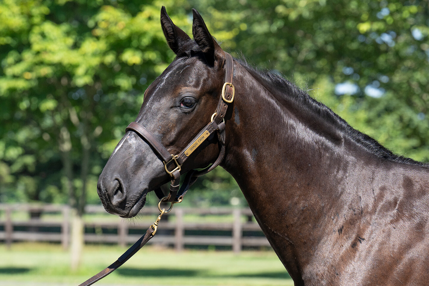 サットンプレイス2024 馬体フォト 2025/07/24