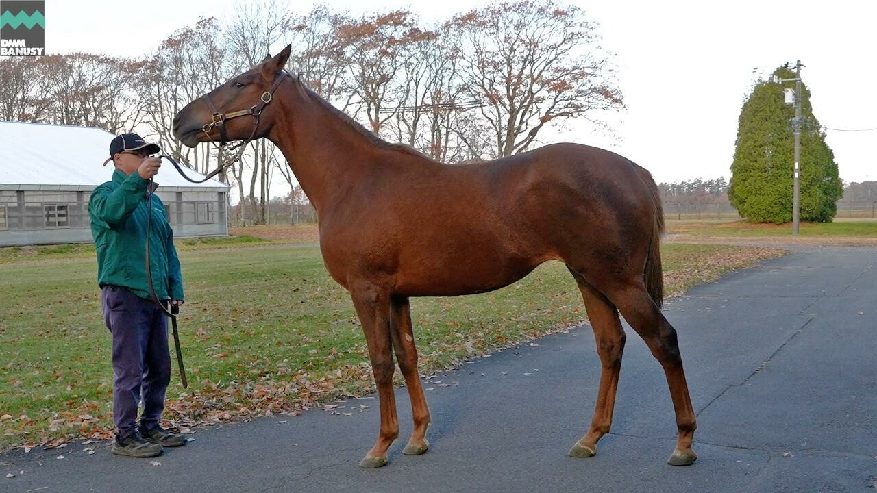 ホートンプレインズ2024 2025/11/7撮影：ノーザンファームYearling現地視察