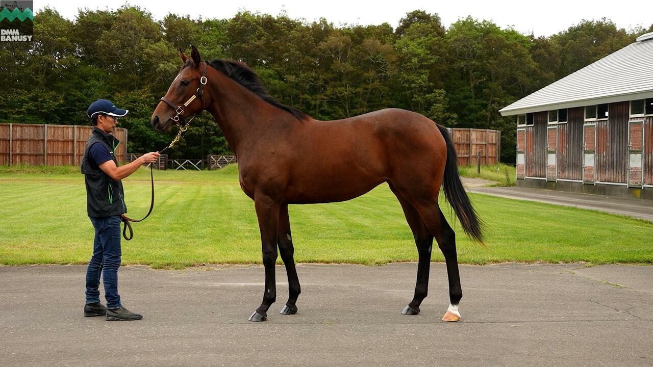 エピックラヴ2024 2025/9/9撮影：ノーザンファーム現地視察