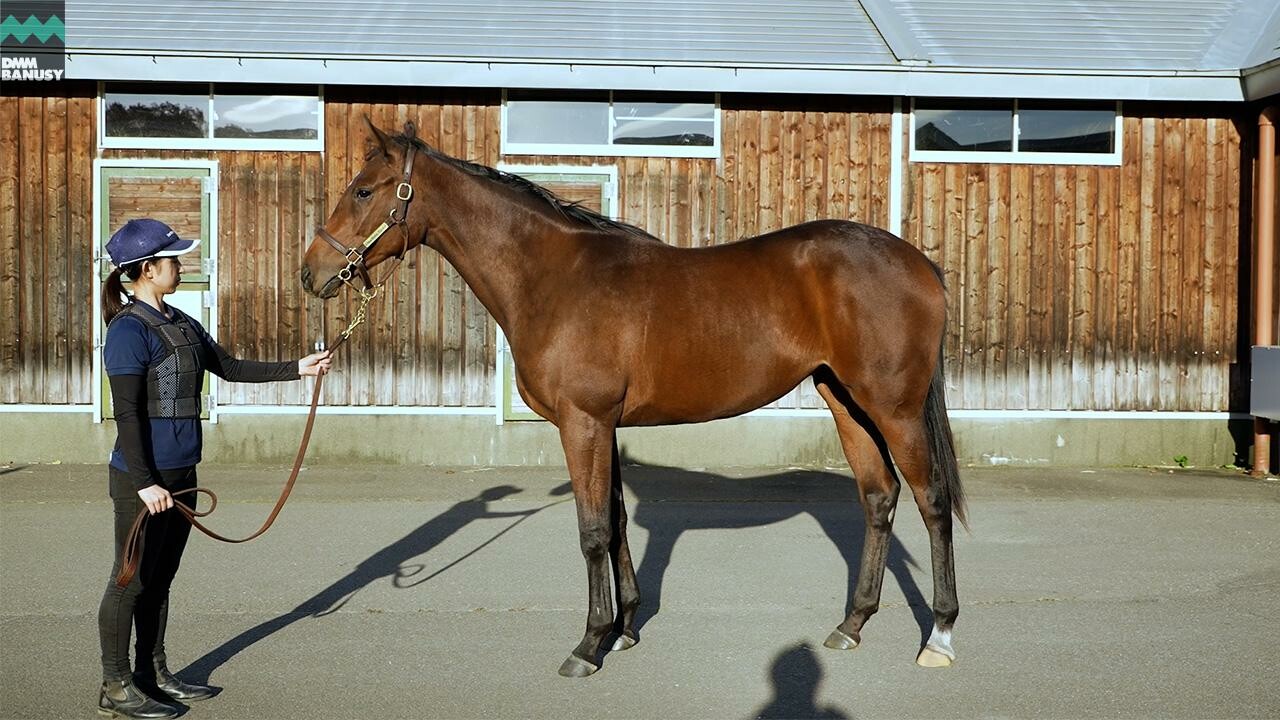 エピックラヴ2024 2025/10/6撮影：ノーザンファーム現地視察