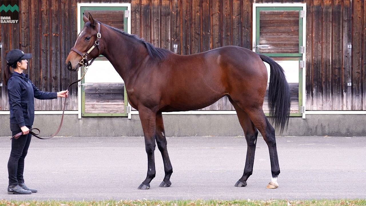 エピックラヴ2024 2025/11/6撮影：ノーザンファーム現地視察