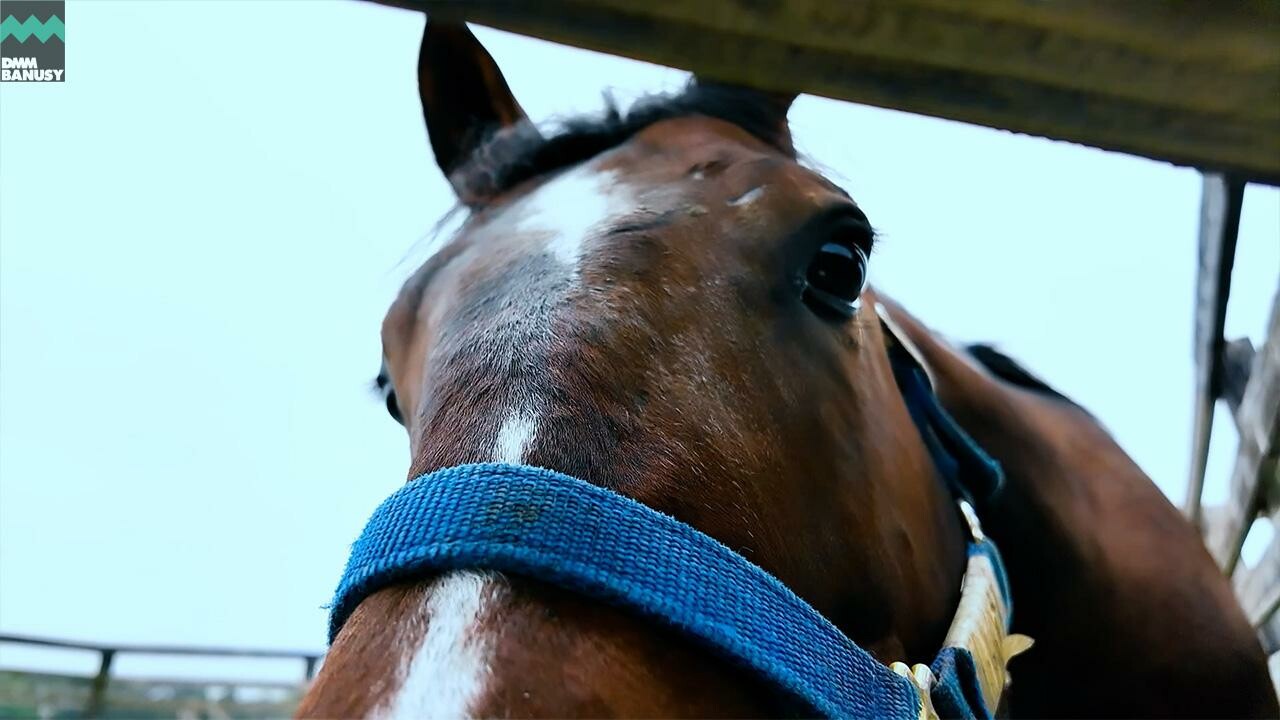 ミスセレンディピティ2024 PV2025