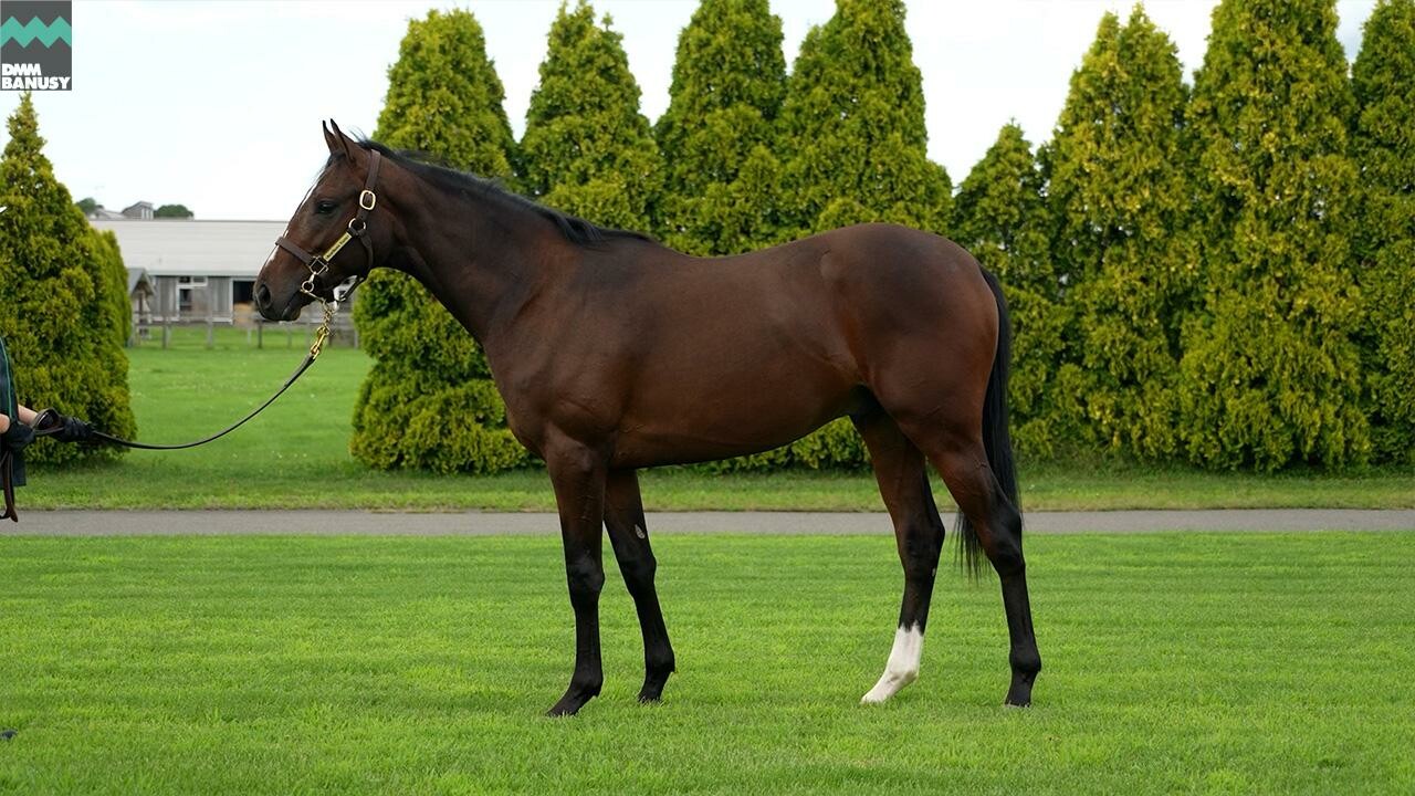 ミスセレンディピティ2024 2025/8/21撮影：ノーザンファーム現地視察