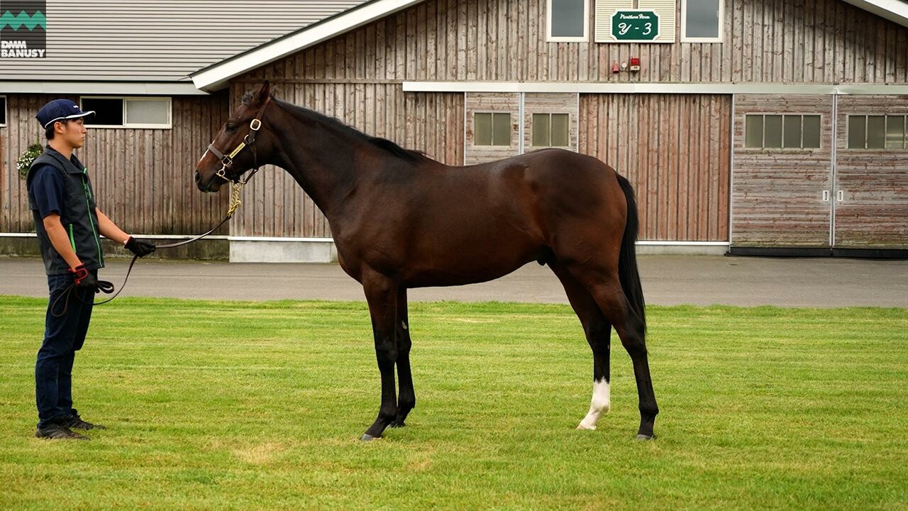 ミスセレンディピティ2024 2025/9/9撮影：ノーザンファーム現地視察