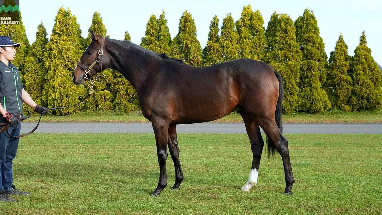 ミスセレンディピティ2024 2025/10/7撮影：ノーザンファーム現地視察