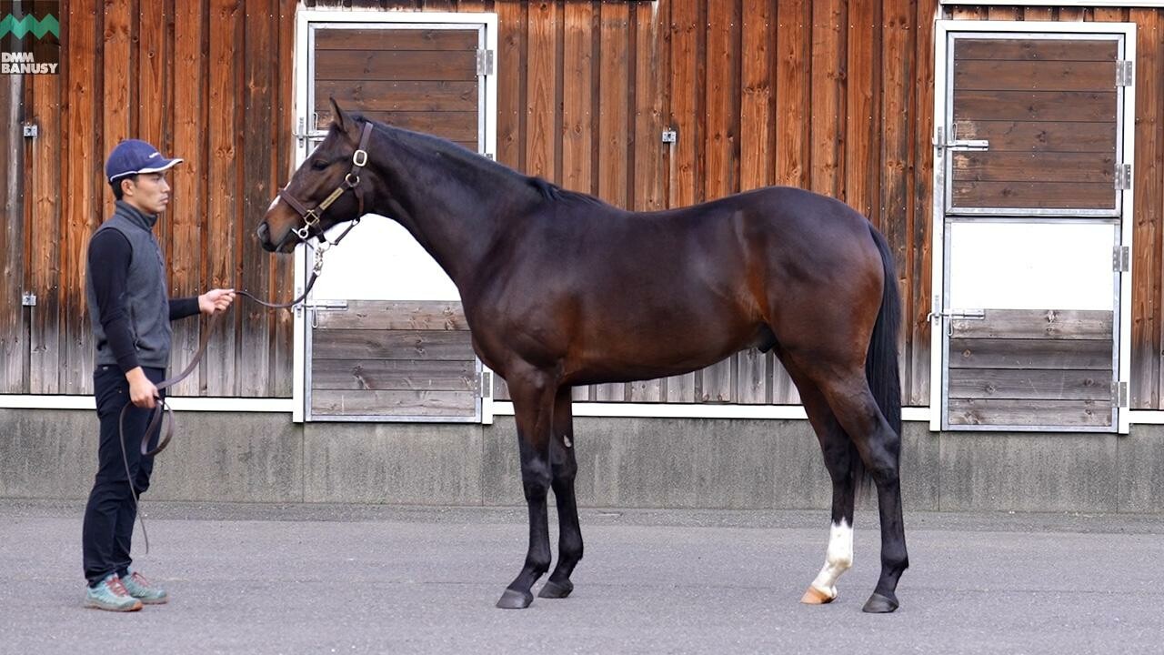 ミスセレンディピティ2024 2025/11/6撮影：ノーザンファーム現地視察