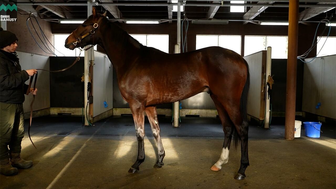 ミスセレンディピティ2024 2026/2/6撮影:ノーザンファーム現地視察