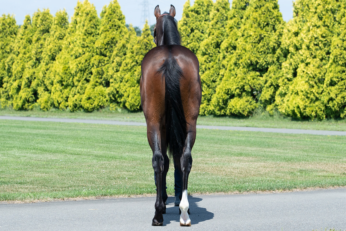 ミスセレンディピティ2024 馬体フォト 2025/07/23