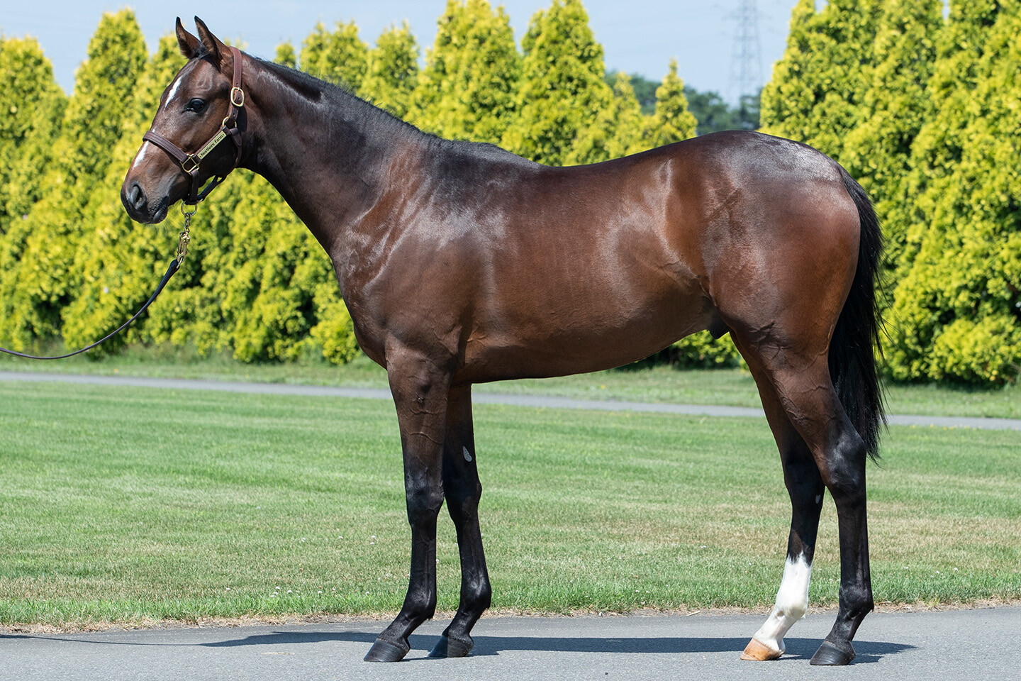 ミスセレンディピティ2024 馬体フォト 2025/07/23