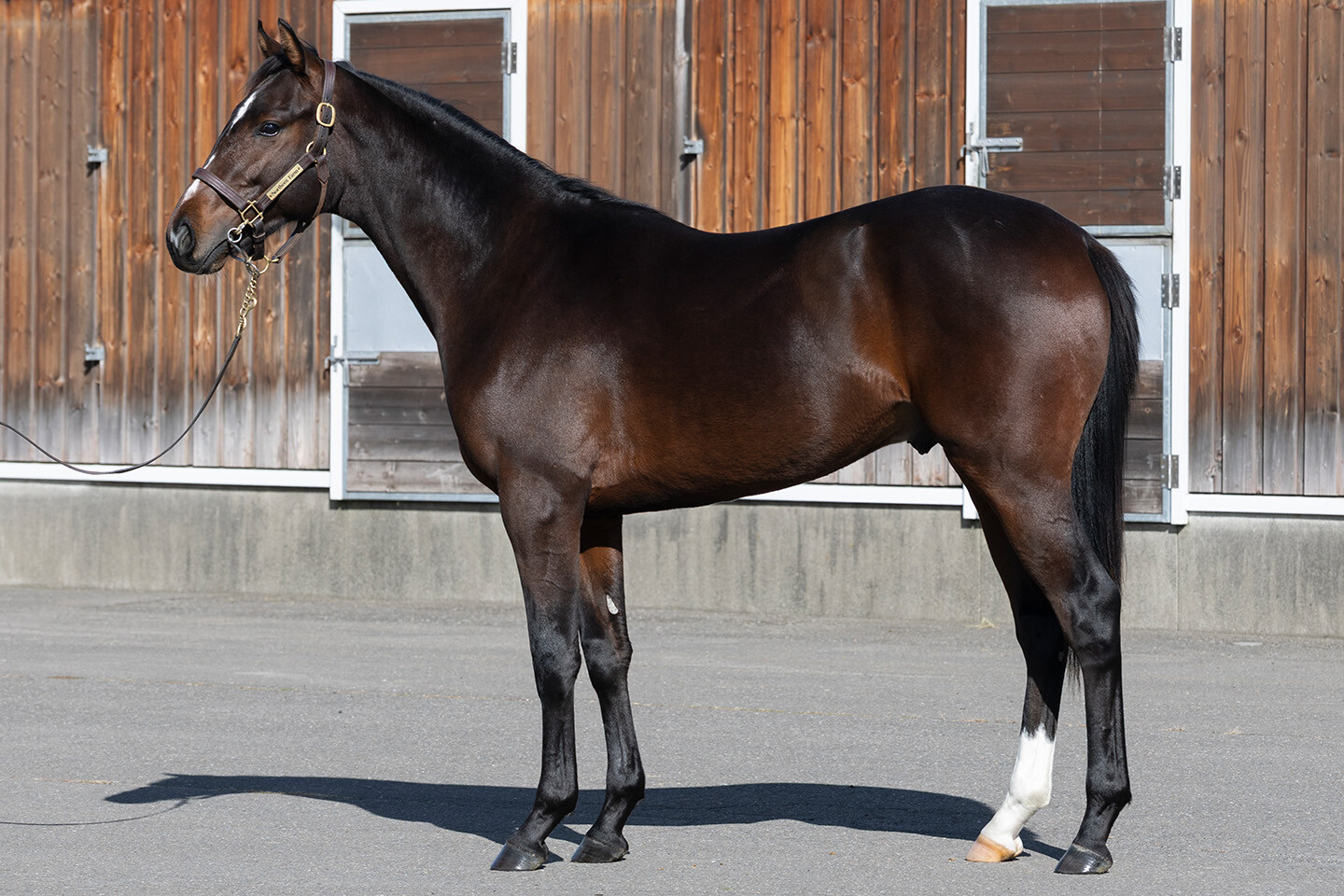 ミスセレンディピティ2024 写真