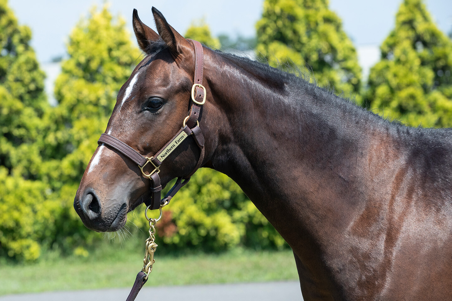 ミスセレンディピティ2024 馬体フォト 2025/07/23