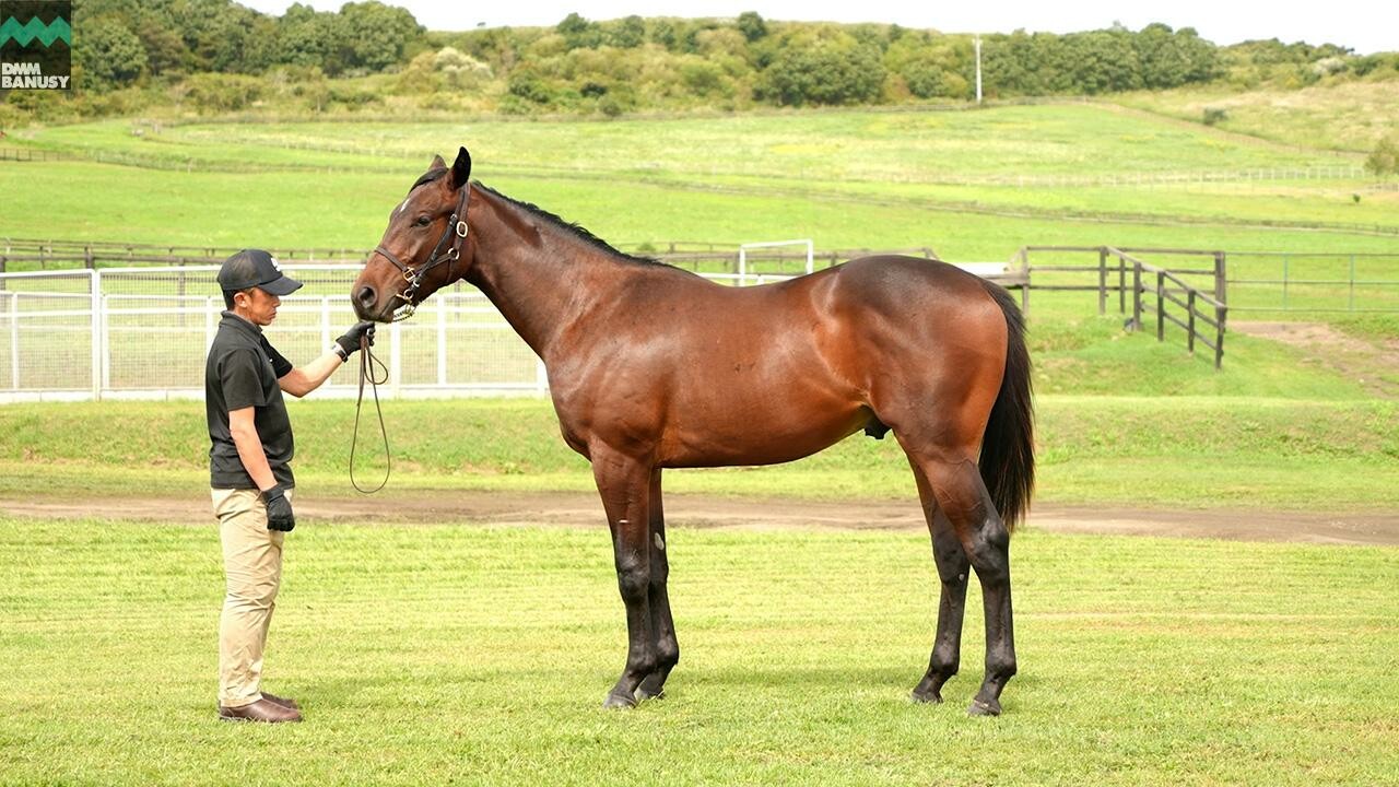 シャンパンレディ2024 2025/9/9撮影：木村秀則牧場現地視察