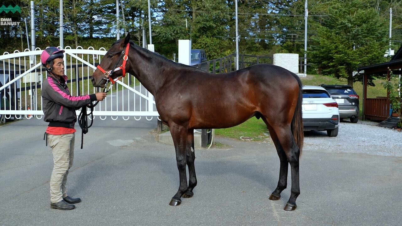 シャンパンレディ2024 025/10/6撮影：シュウジデイファーム現地視察
