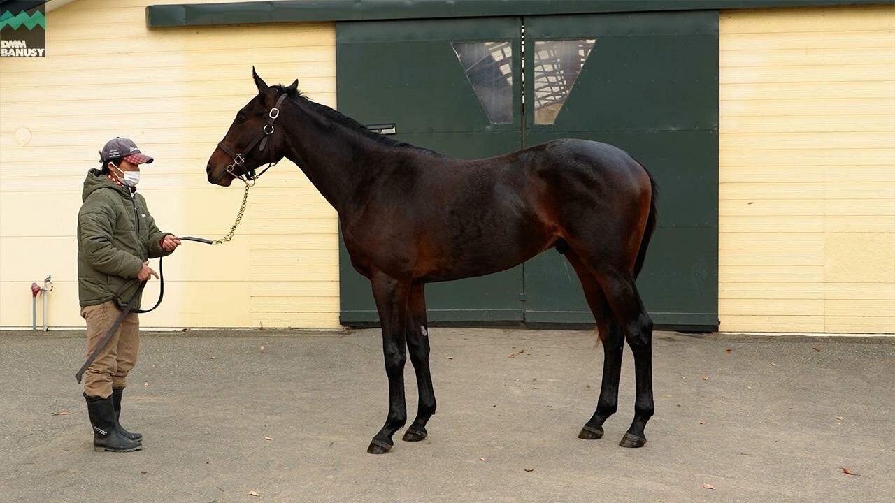 シャンパンレディ2024 2025/11/7撮影：シュウジデイファーム現地視察