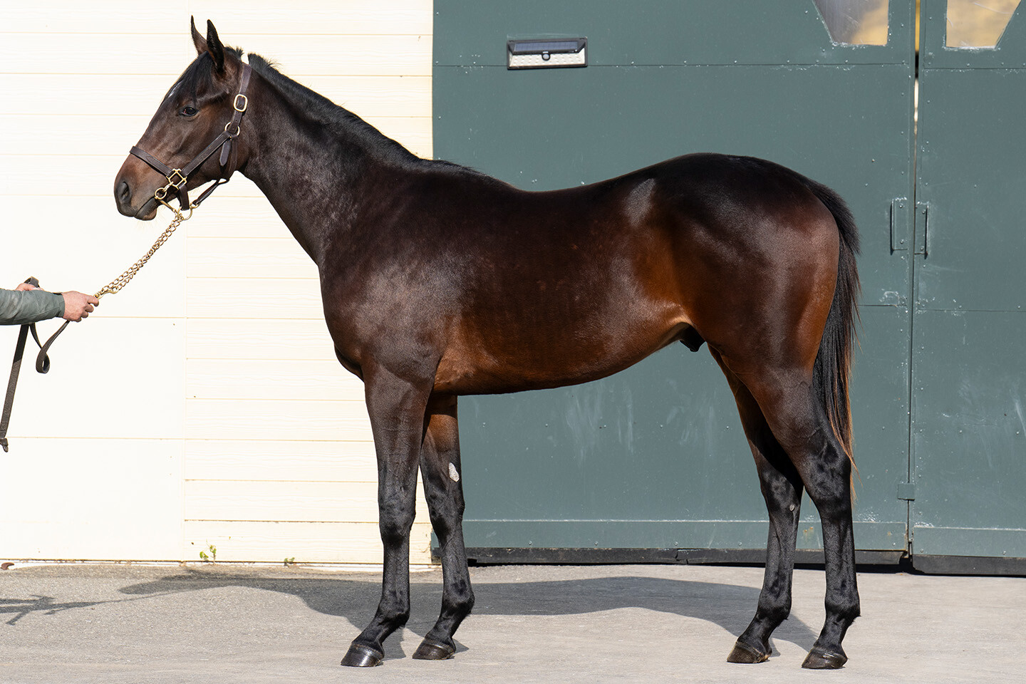 シャンパンレディ2024 写真