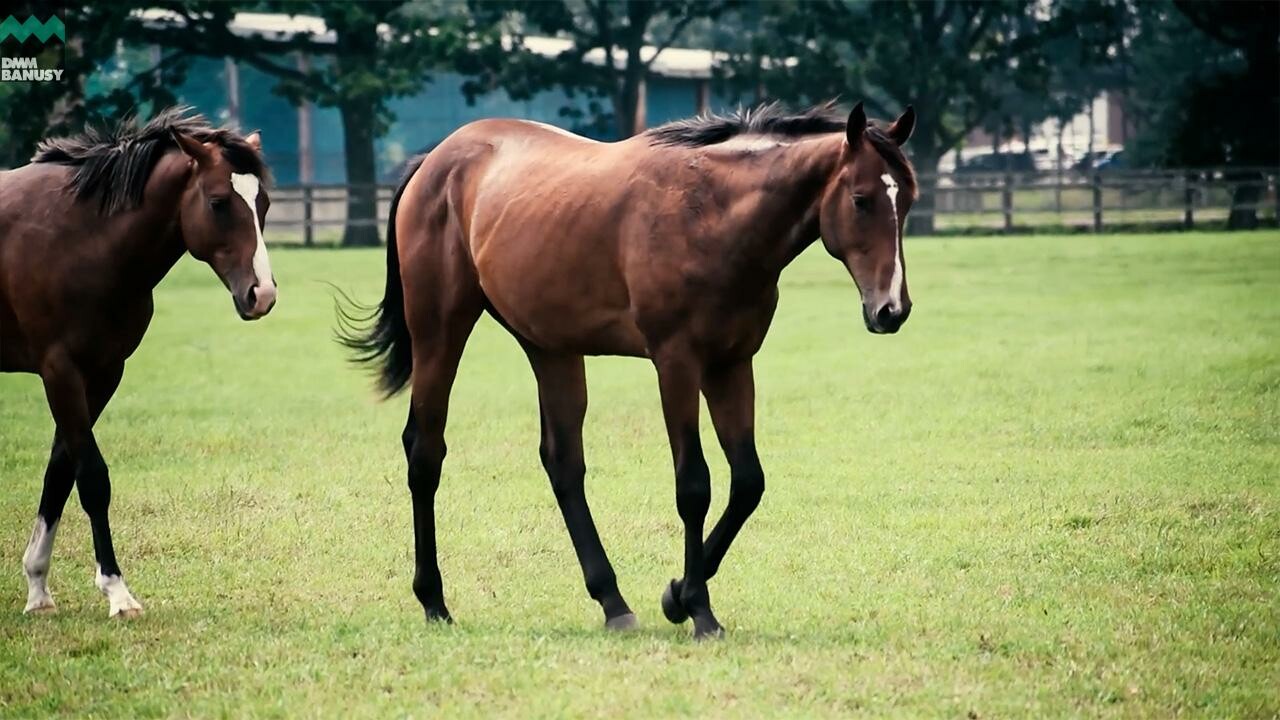 アンフィトリテII2024 PV2025