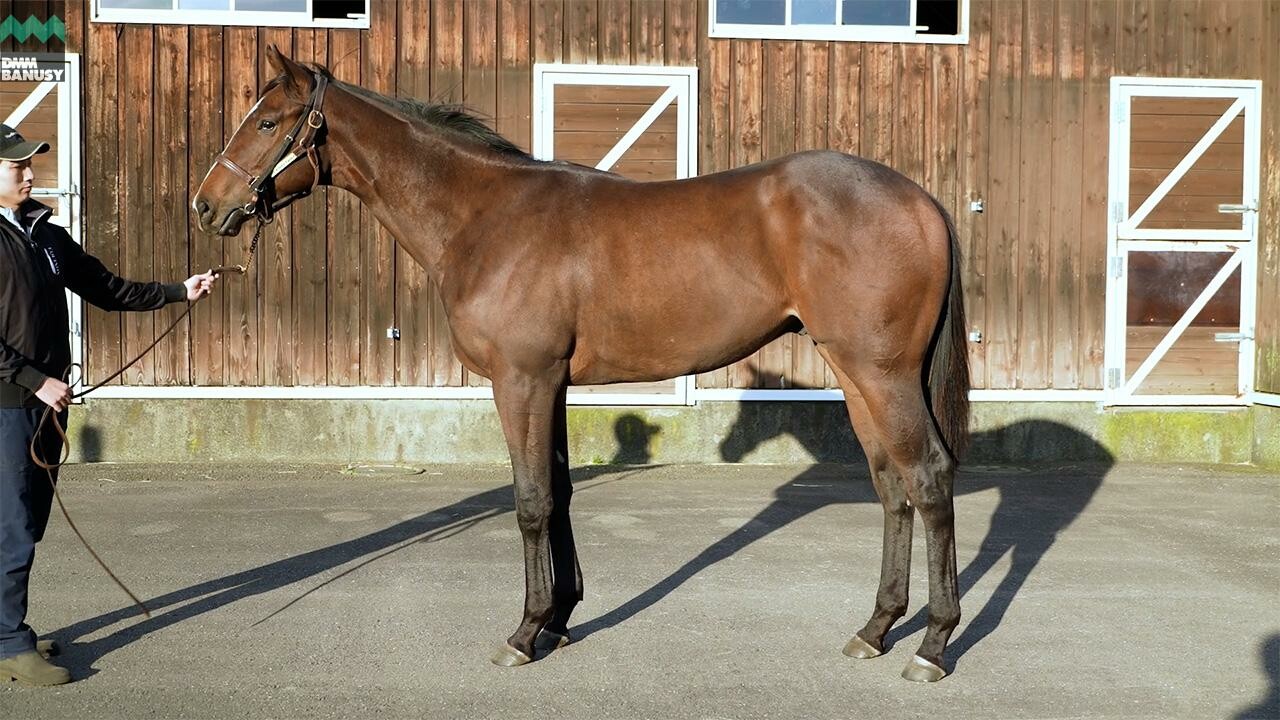 アンフィトリテII2024 2025/10/6撮影：ノーザンファーム現地視察