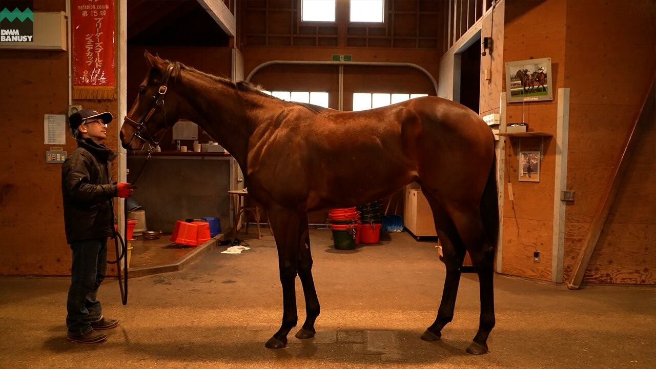 アンフィトリテII2024 2026/2/6撮影:ノーザンファーム現地視察