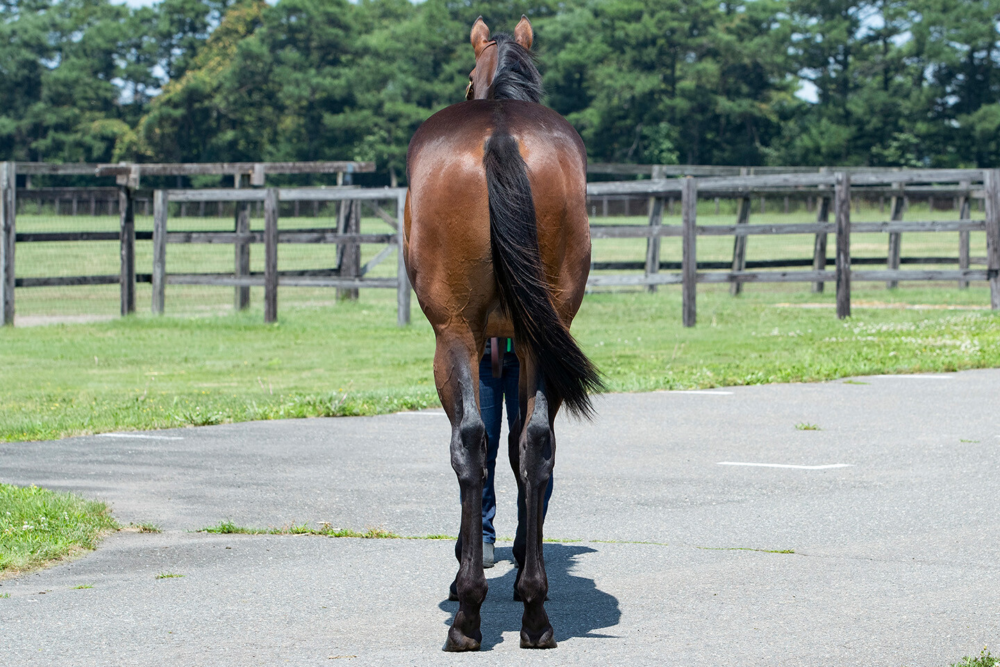 アンフィトリテII2024 馬体フォト 2025/07/23