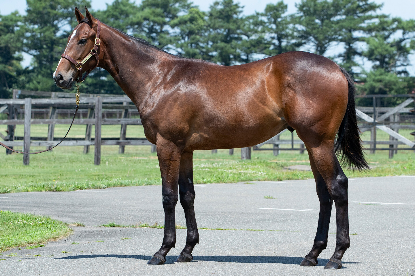 アンフィトリテII2024 馬体フォト 2025/07/23