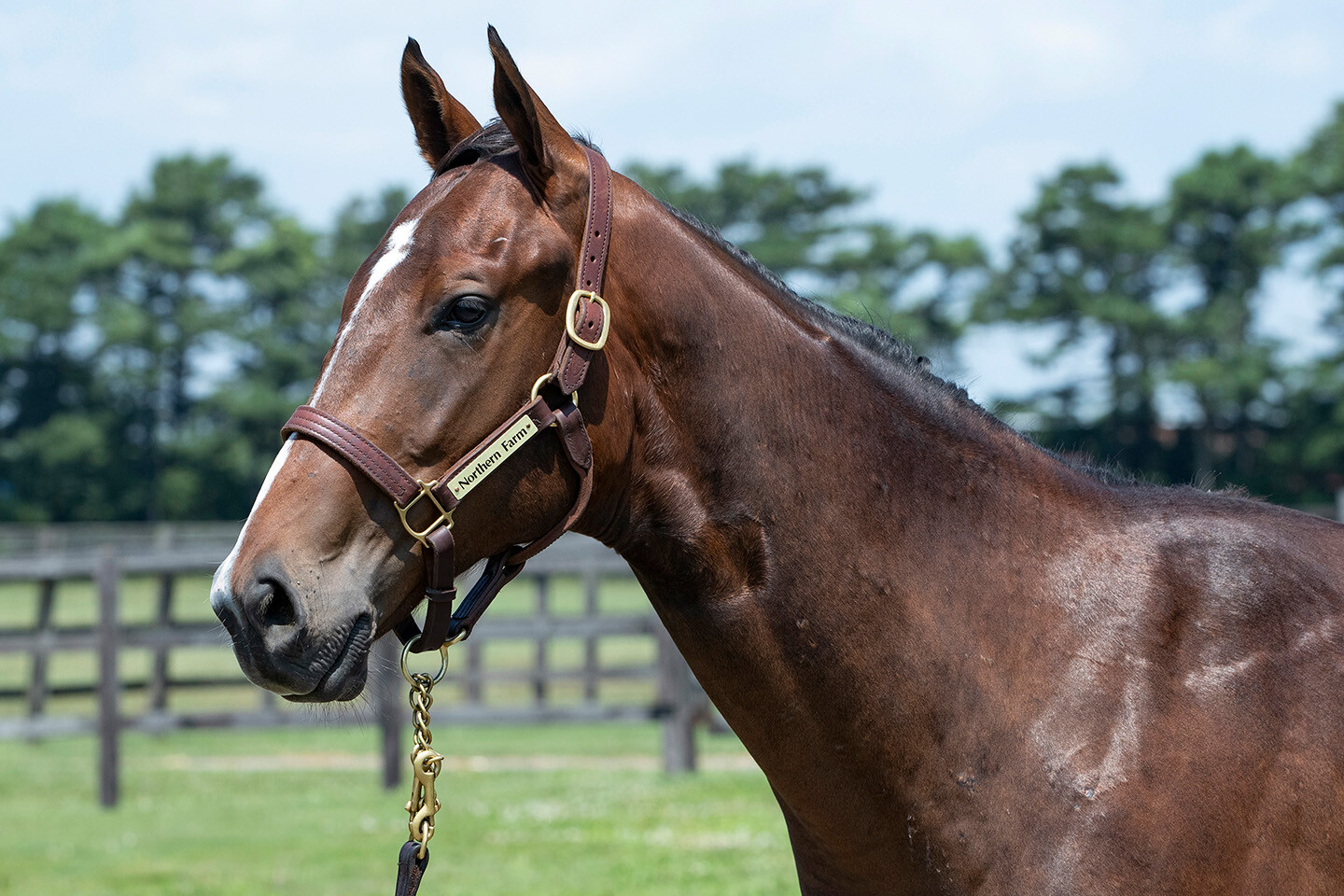 アンフィトリテII2024 馬体フォト 2025/07/23