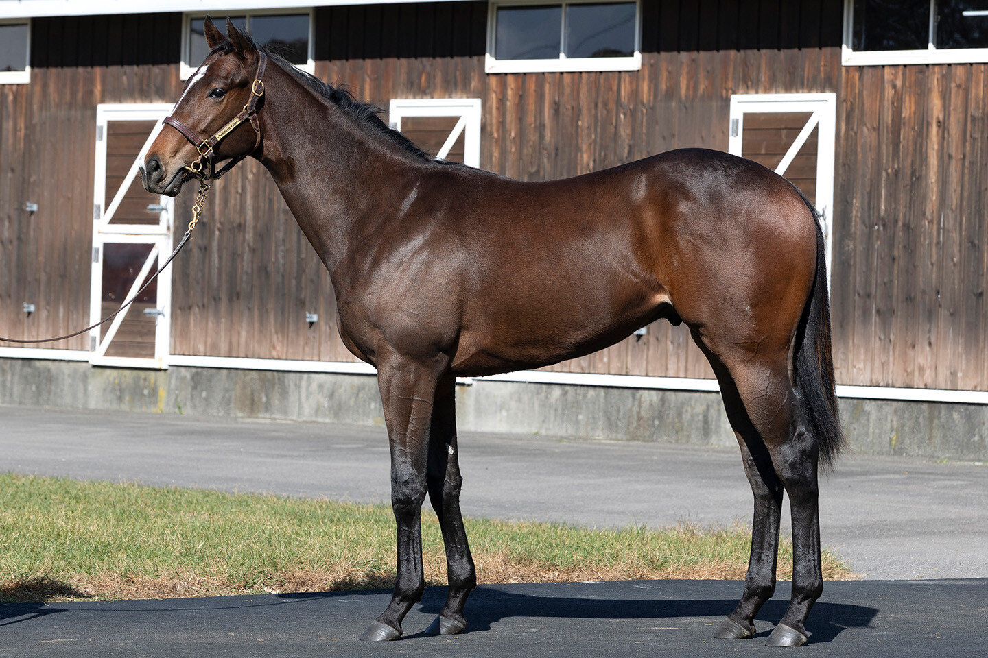 アンフィトリテII2024 写真