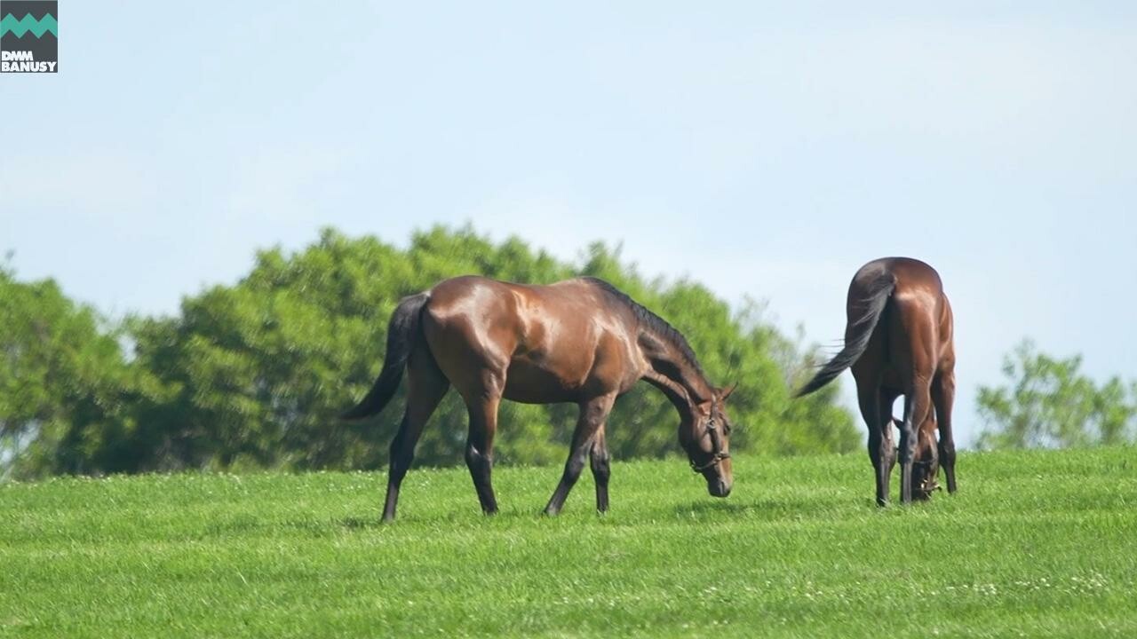 シェーングランツ2024 PV2025